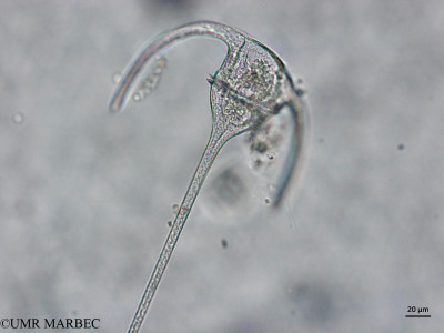 phyto/Brazilian_Nordeste/AtoldasRocas_station52/ABRACOS2 April 2017/Tripos muelleri (ancien Ceratium tripos -Snap-11)(copy)_thumb.jpg